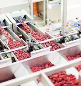 Berries at Food Processing Plant