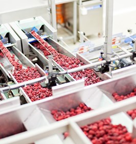 Berries at Food Processing Plant